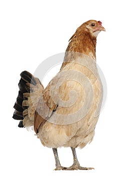 Front view of a Hen