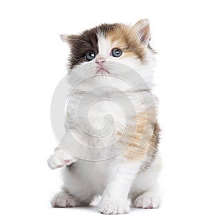 Front view of a Highland straight kitten pawing up, looking up