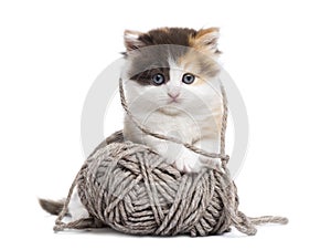 Front view of a Highland straight kitten playing with a wool ball