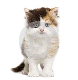 Front view of a Highland straight kitten standing, isolated