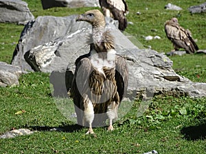 Front view of Himalyan Griffon Vulture