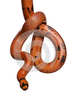 Front view of Honduran milk snake, hanging