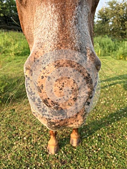 Front view of horse nose, nostrils and muzzle.