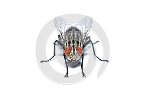 Front view of Housefly isolated on white background