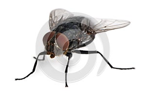 Front view of Housefly, Musca domestica photo