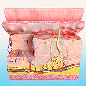 Front view of Human skin cutway diagram