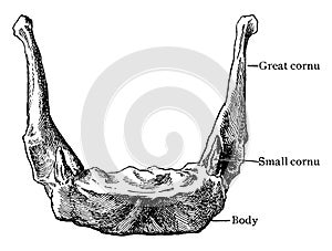 Front View of Hyoid Bone, vintage illustration