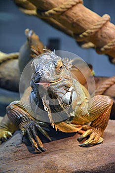 Front view of an iguana on a rock