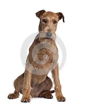 Front view of Irish Terrier, sitting