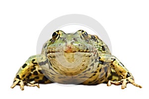 Front view of isolated common marsh frog