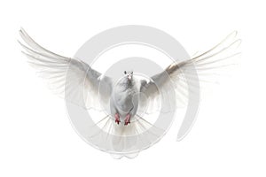 Front view of isolated white dove hooting in action
