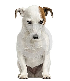 Front view of a Jack Russell Terrier sitting, looking down