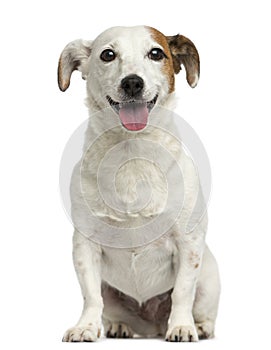 Front view of a Jack Russell Terrier sitting, pant