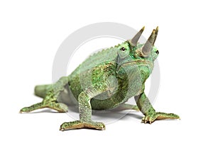 Front view of Jackson`s horned chameleon