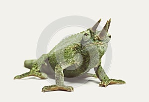 Front view of Jackson`s horned chameleon