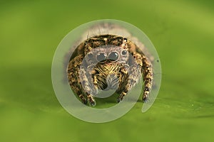 Front View Jumping Spider Center