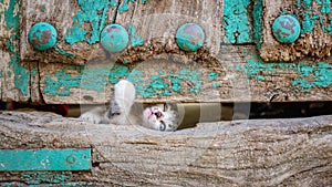 Small kitty trying to escape through old wooden door hole