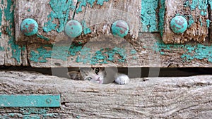 Small kitty head leg through old wooden door hole