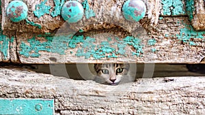 Small kitty head through old wooden door hole