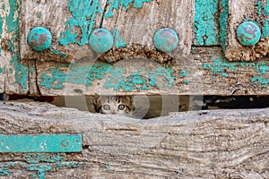 Small kitty through old wooden door hole
