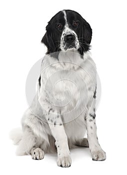 Front view Landseer dog, sitting