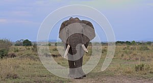 front view of large male african elephant walking in the wild savannah of the masai mara, kenya