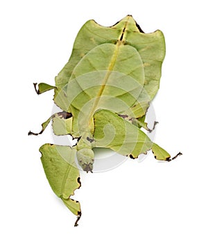 Front view of leaf insect, walking photo