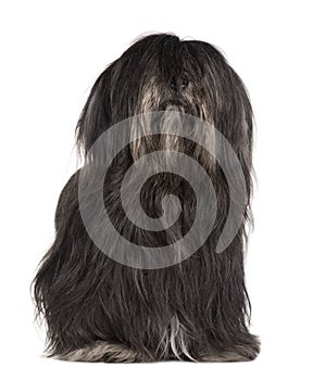 Front view of Lhasa Apso, sitting