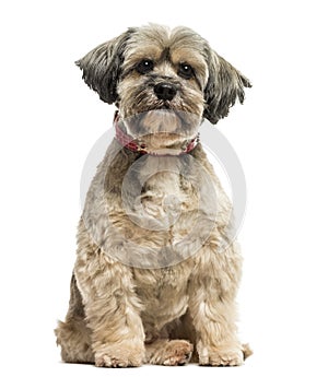 Front view of a Lhasa apso sitting, looking at the camera