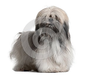 Front view of Lhassa Apso, standing