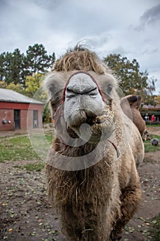 Front view of a light furred camel