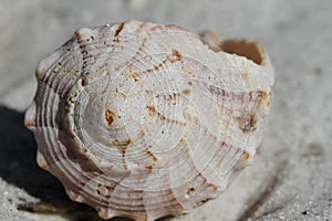 Front view of Lightning Whelk Shell, Sinistrofulgur perversum, found on a beach photo