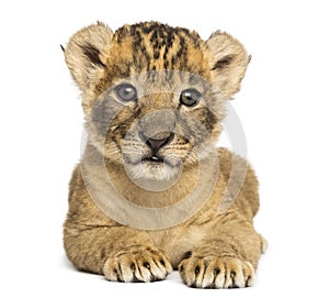 Front view of a Lion cub lying down, 4 weeks old