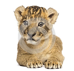 Front view of a Lion cub lying down, 4 weeks old