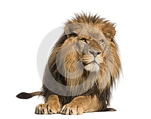 Front view of a Lion lying, Panthera Leo, 10 years old