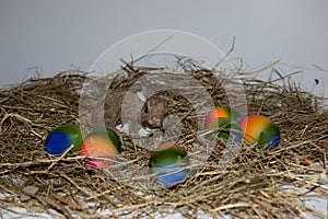 Front view on a little porcelain easter bunny and colorful easter eggs on a hay with copy space