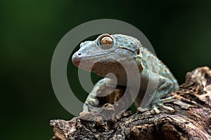 Front view look of a tokay gecko