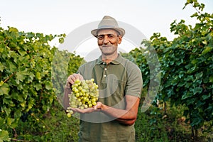 Front view looking at camera winemaker elder farmer man hold a bunch grap