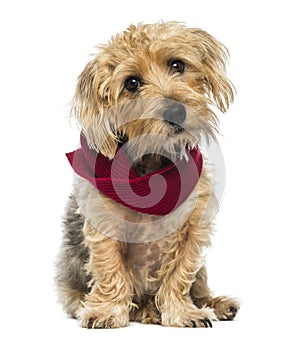 Front view of a Lucas terrier sitting, wearing a scarf, isolated