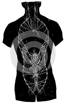 Front view of the lymphatic nerve.