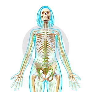 Front view of Lymphatic system