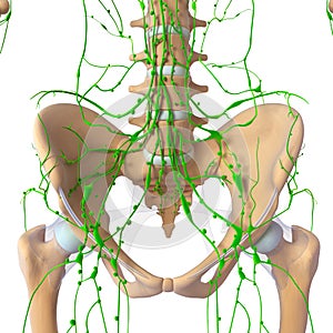 De linfático sistema de esqueleto 