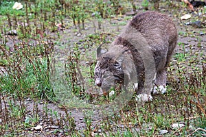 Front view of a lynx eating in the grass