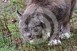 Front view of a lynx eating in the grass