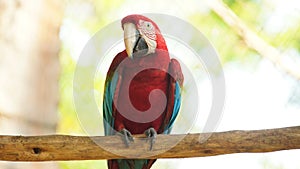 Front view of macaw on a branch in Ecuadorian amazon. Common names: Guacamayo or Papagayo