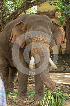 Front view of magnificent Elephant in a forest