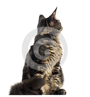 Front view of a Main coon kitten looking backwards