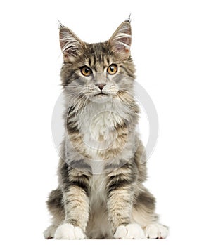 Front view of a Maine Coon kitten sitting,