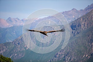 Front view of majestic condor flying over the colca canyon in chivay peru