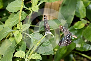 Front view of a malachit falter butterfly with closed wings and a flying malachit falter butterfly photographed in a glasshouse photo